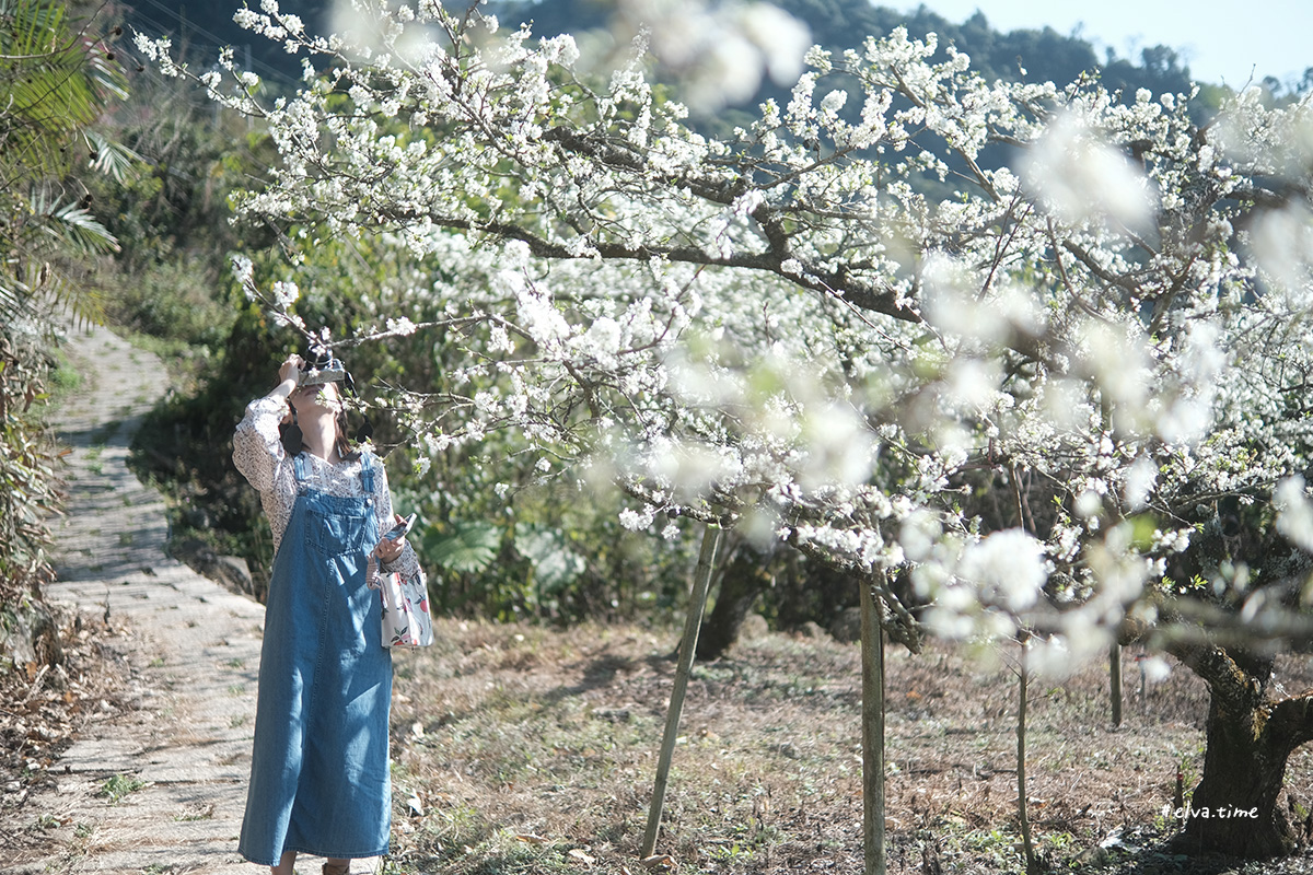 冬末初春，好日天賞花採莓｜苗栗馬那邦山 秀麗農莊｜