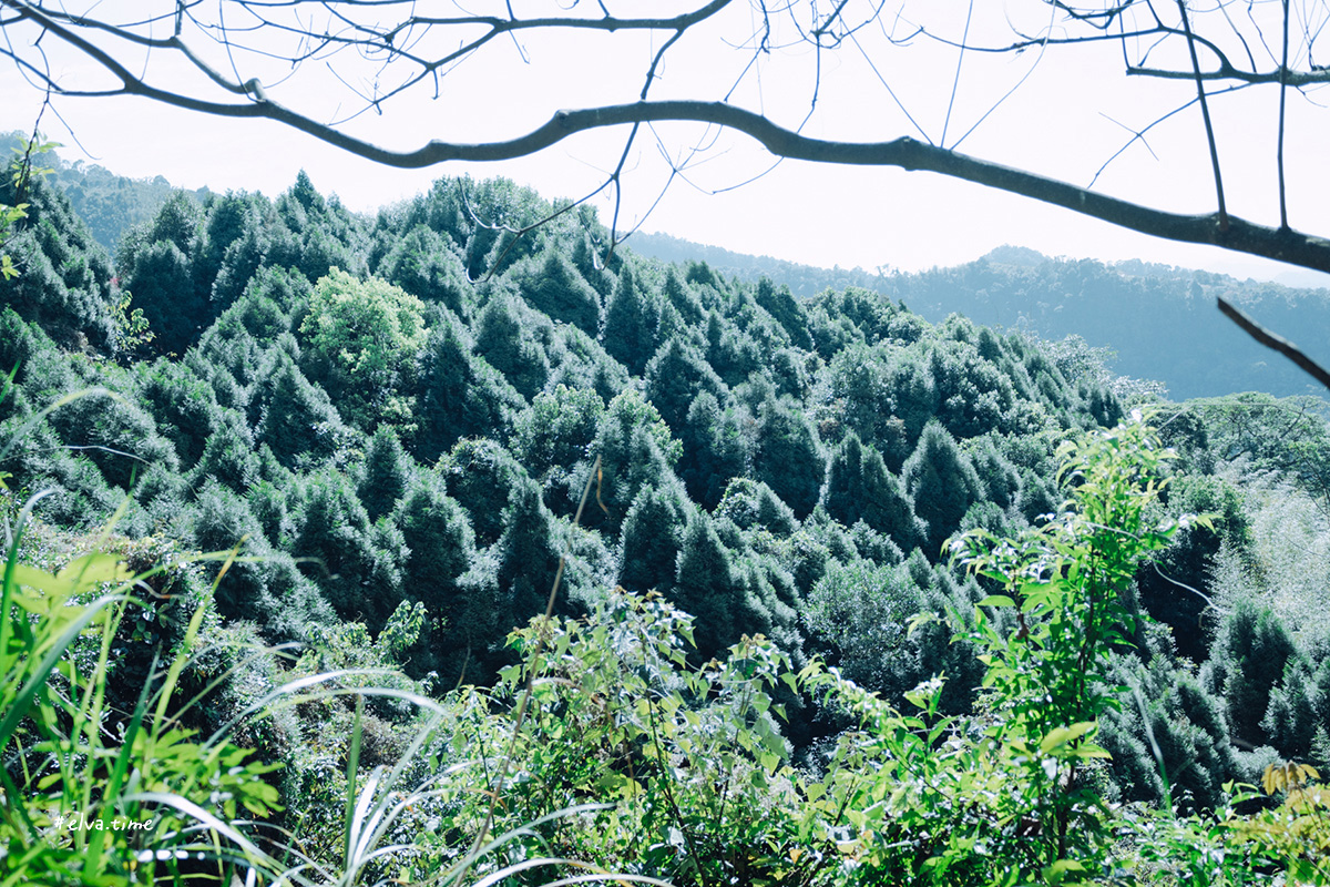 冬末初春，好日天賞花採莓｜苗栗馬那邦山 秀麗農莊｜