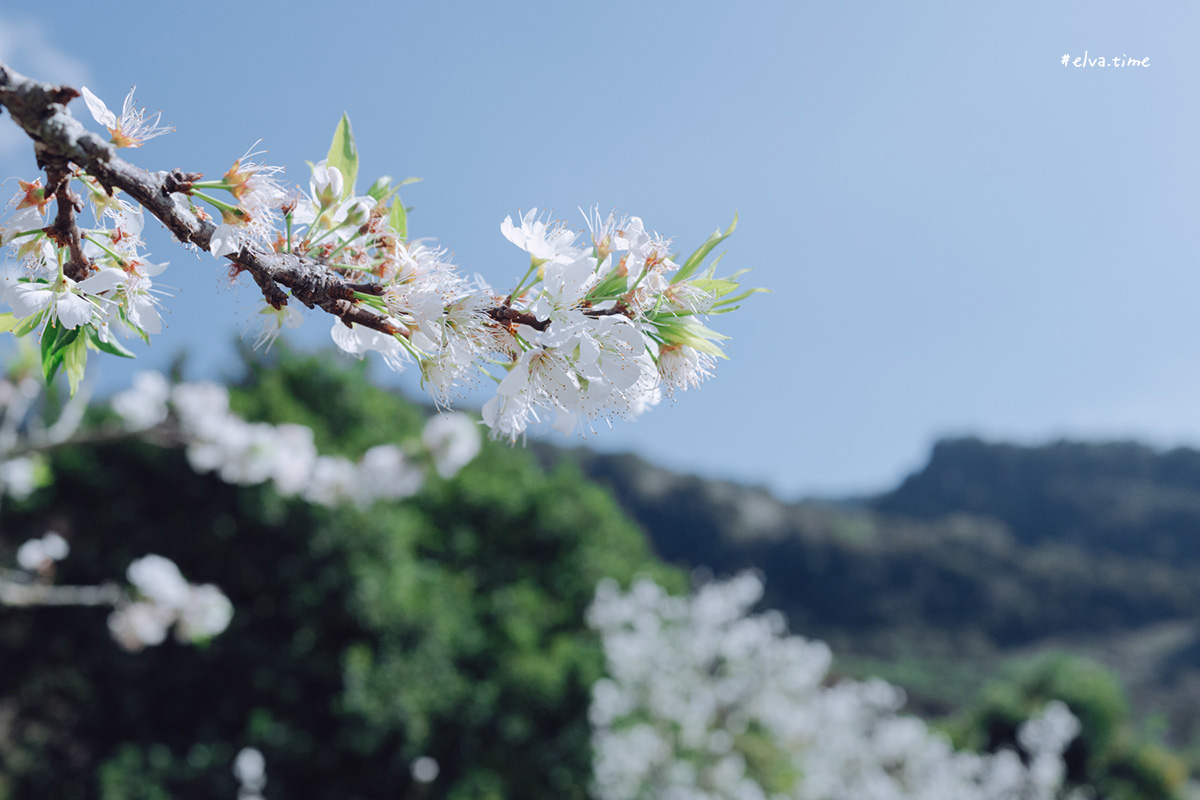 冬末初春，好日天賞花採莓｜苗栗馬那邦山 秀麗農莊｜