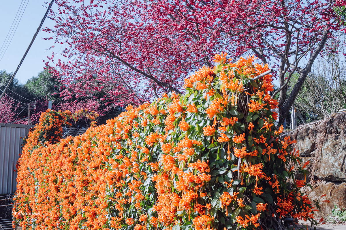 冬末初春，好日天賞花採莓｜苗栗馬那邦山 秀麗農莊｜