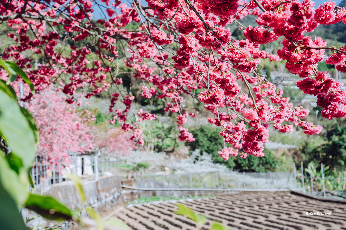 冬末初春，好日天賞花採莓｜苗栗馬那邦山 秀麗農莊｜