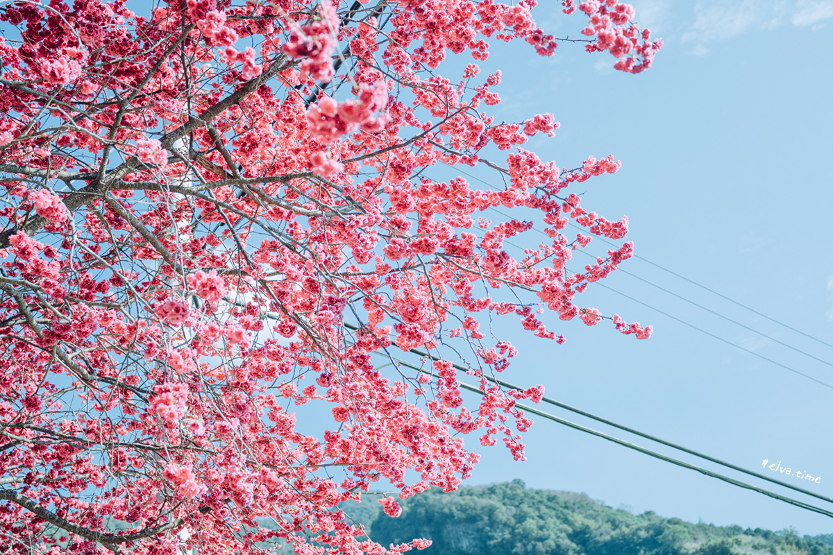 冬末初春，好日天賞花採莓｜苗栗馬那邦山 秀麗農莊｜