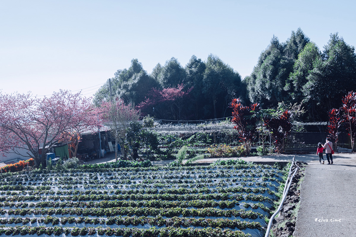 冬末初春，好日天賞花採莓｜苗栗馬那邦山 秀麗農莊｜